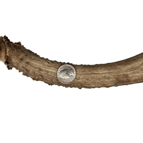 Matching Deer Antlers Set Real Antlers Rustic Decor Craft Pair for Cabin Farmhou - Picture 7 of 11